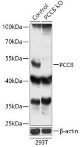 Western blot analysis of extracts from normal (control) and PCCB knockout (KO) 293T cells, using Anti-PCCB Antibody (A92967) at 1:1,000 dilution