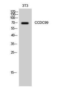 Western blot analysis of 3T3 cells using Anti-CCDC99 Antibody