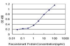 Anti-ERBB3 Mouse Monoclonal Antibody [clone: 4H3]