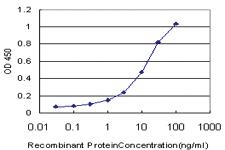 Anti-UCP1 Mouse Monoclonal Antibody [clone: 4E5]