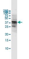 Anti-CD80 Mouse Monoclonal Antibody [clone: 4A4]