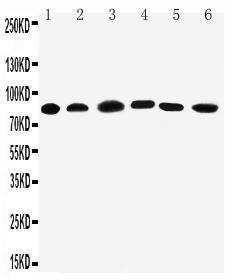 Anti-PC1/3 Rabbit Polyclonal Antibody