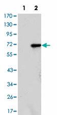 Anti-KDM4A Mouse Monoclonal Antibody [clone: 5H1]