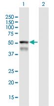 Anti-CYP4F8 Mouse Polyclonal Antibody