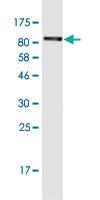 Anti-LRRN1 Mouse Monoclonal Antibody [clone: 4G8]