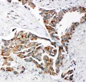 Anti-TRAM1 Rabbit Polyclonal Antibody