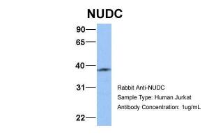 Anti-NUDC Rabbit Polyclonal Antibody