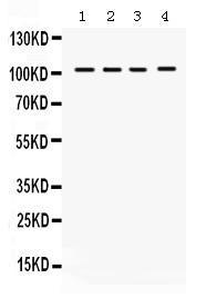 Anti-HDAC7 Rabbit Polyclonal Antibody