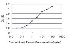 Anti-ERCC1 Mouse Monoclonal Antibody [clone: 3A7]