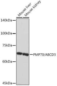 Antibody A306158-100 100 µl