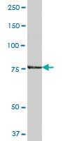 Anti-ARHGAP26 Mouse Polyclonal Antibody