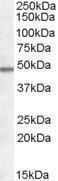 Anti-HCRTR1 Antibody (A83262) (0.5µg/ml) staining of Human Frontal Cortex lysate (35µg protein in RIPA buffer). Detected by chemiluminescence.