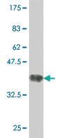 Anti-ALCAM Mouse Polyclonal Antibody