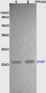 Anti-TIMP2 Rabbit Polyclonal Antibody