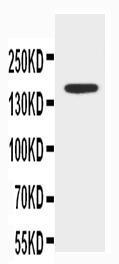 Anti-ABCB4 Rabbit Polyclonal Antibody