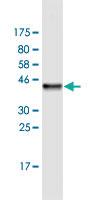 Anti-CBLL1 Mouse Monoclonal Antibody [clone: 3B12]