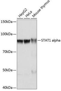 Western blot analysis of extracts of various cell lines, using Anti-STAT1 Antibody [ARC0042] (A307829) at 1:1000 dilution. The secondary Antibody was Goat Anti-Rabbit IgG H&L Antibody (HRP) at 1:10000 dilution. Lysates/proteins were present at 25 µg per lane