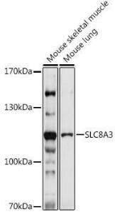 Antibody A309069-100 100 µl