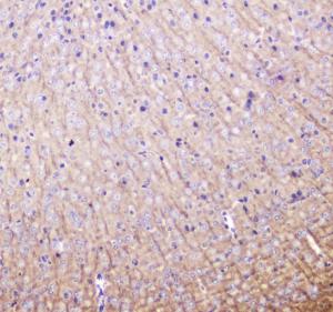 Anti-MAP1LC3A Polyclonal Antibody