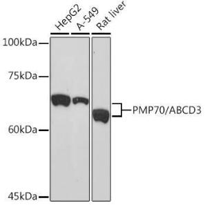 Antibody A306158-100 100 µl