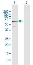 Anti-C1ORF87 Mouse Polyclonal Antibody