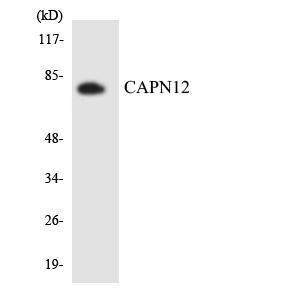 Western blot analysis of the lysates from K562 cells using Anti-CAPN12 Antibody