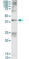 Anti-FAIM3 Rabbit Polyclonal Antibody