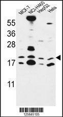 Anti-CNPY2 Rabbit Polyclonal Antibody (Biotin)