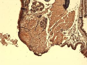 Immunohistochemistry analysis of mouse thyroid, fixed in 10% formalin solution for 12-24 hours at room temperatur