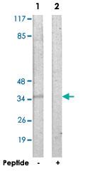 Anti-SFXN4 Rabbit Polyclonal Antibody