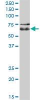 Anti-C1ORF87 Mouse Polyclonal Antibody