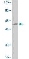 Anti-BPIFA1 Mouse Monoclonal Antibody [clone: 3C1]