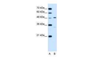 Anti-CHST1 Rabbit Polyclonal Antibody