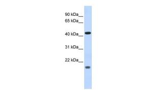 Anti-ING3 Rabbit Polyclonal Antibody