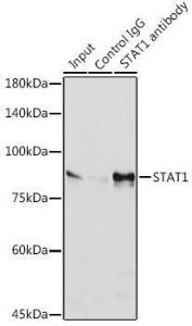 Immunoprecipitation analysis of 600µg extracts of HeLa cells using 3 µg of Anti-STAT1 Antibody [ARC0042] (A307829). This Western blot was performed on the immunoprecipitate using Anti-STAT1 Antibody [ARC0042] (A307829) at a dilution of 1:1000