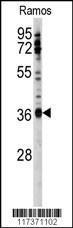 Anti-U2AF1 Rabbit Polyclonal Antibody