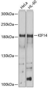 Western blot analysis of extracts of various cell lines, using Anti-KIF14 Antibody (A8568) at 1:1,000 dilution The secondary antibody was Goat Anti-Rabbit IgG H&L Antibody (HRP) at 1:10,000 dilution Lysates/proteins were present at 25 µg per lane