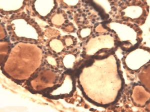 Immunohistochemistry analysis of mouse thyroid, fixed in 10% formalin solution for 12-24 hours at room temperatur