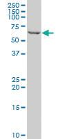 Anti-HSF1 Mouse Polyclonal Antibody