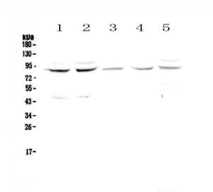 Anti-Cullin 4a Polyclonal Antibody