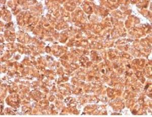 Immunohistochemical analysis of formalin-fixed, paraffin-embedded human pancreas tissue using Anti-Cathepsin D Antibody [CTSD/4497]