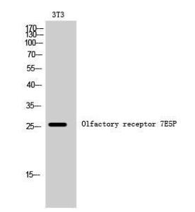 Western blot analysis of 3T3 cells using Anti-OR7E5P Antibody