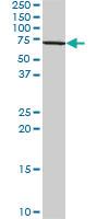 Anti-HSF1 Mouse Polyclonal Antibody