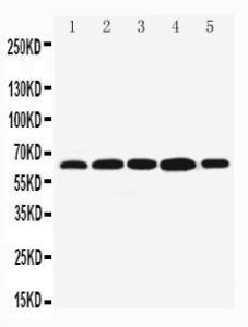 Anti-Bag3 Rabbit Polyclonal Antibody