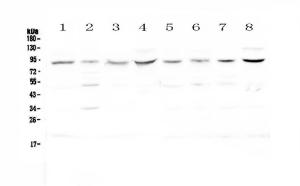 Anti-Cullin 4a Polyclonal Antibody