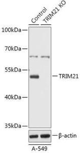 Western blot analysis of extracts from normal (control) and TRIM21/SS-A knockout (KO) A-549 cells, using Anti-TRIM21/SS-A Antibody (A92969) at 1:1,000 dilution