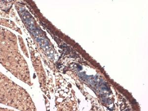 Immunohistochemistry analysis of mouse trachea, fixed in 10% formalin solution for 12-24 hours at room temperatur