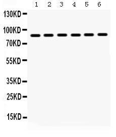 Anti-HSP90AA1 Rabbit Polyclonal Antibody