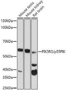 Western blot analysis of extracts of various cell lines, using Anti-PI 3 Kinase p55 gamma Antibody (A92970) at 1:500 dilution. The secondary Antibody was Goat Anti-Rabbit IgG H&L Antibody (HRP) at 1:10000 dilution. Lysates/proteins were present at 25 µg per lane