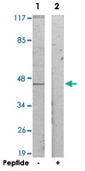 Anti-MAEA Rabbit Polyclonal Antibody